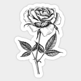 Rose drawing Sticker